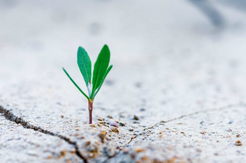 Having a Growth Mindset Will Make Your 2020 a Financial Success thumbnail
